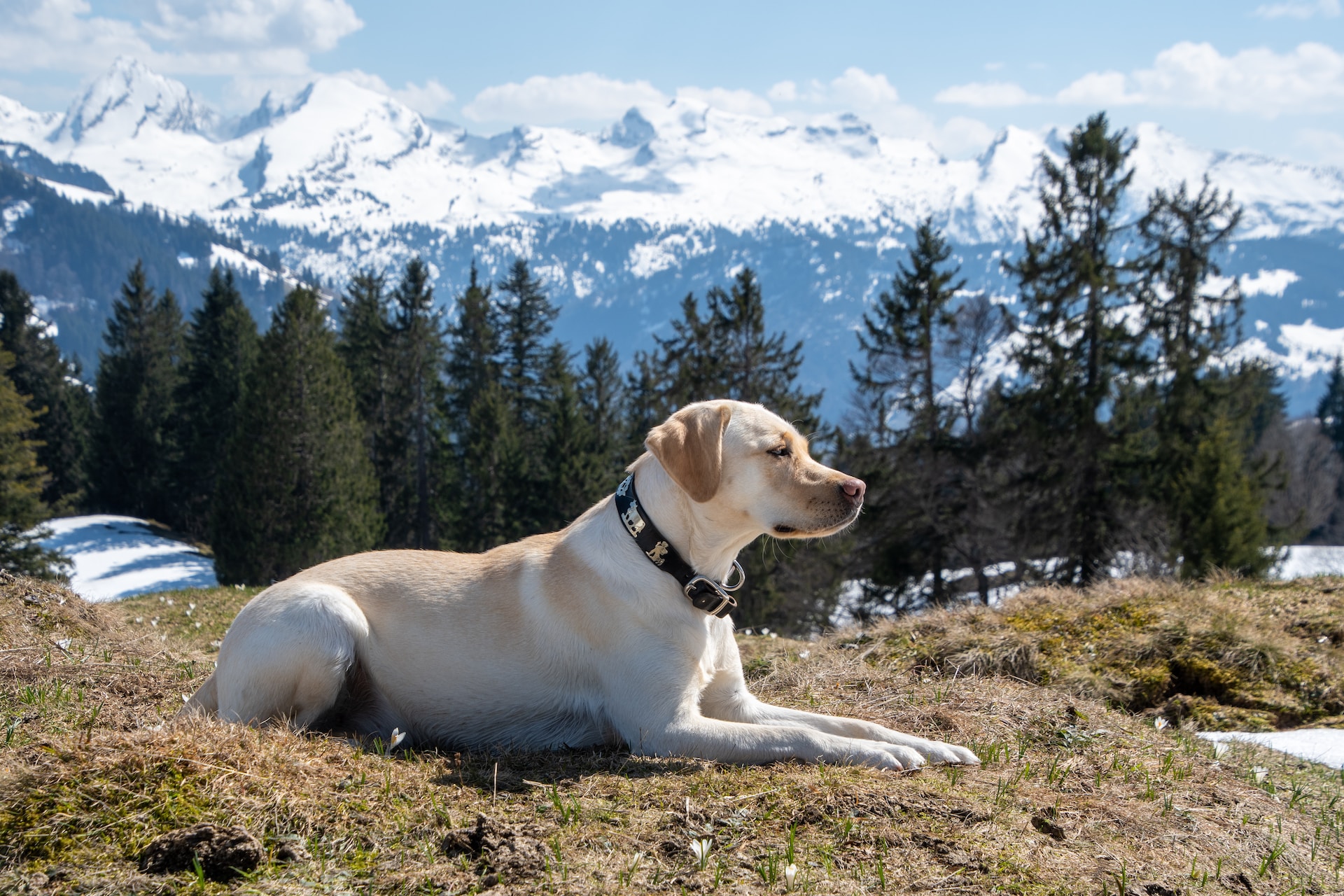 inteligentni-labrador